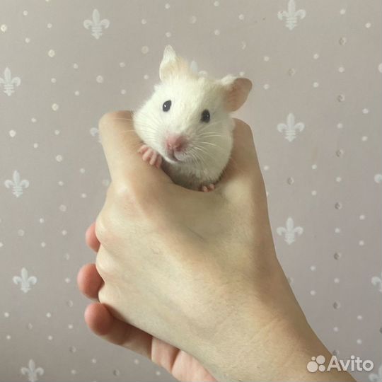 Сирийский хомяк