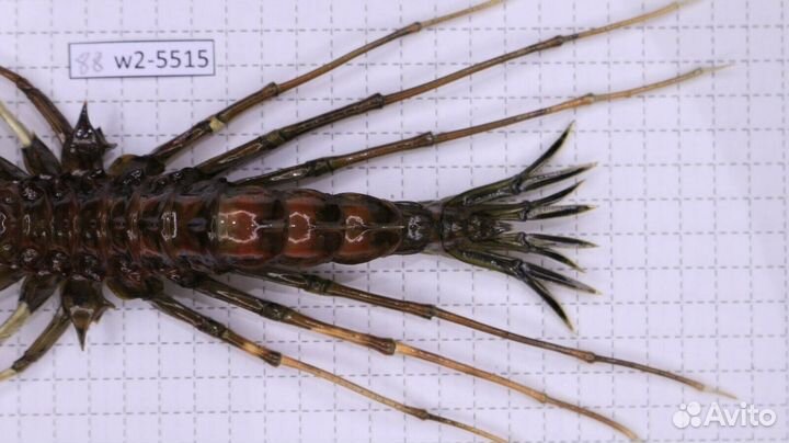 Ракообразное из Байкала Acanthogammarus grewingkii