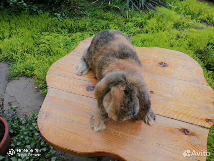 Кролик французский баран