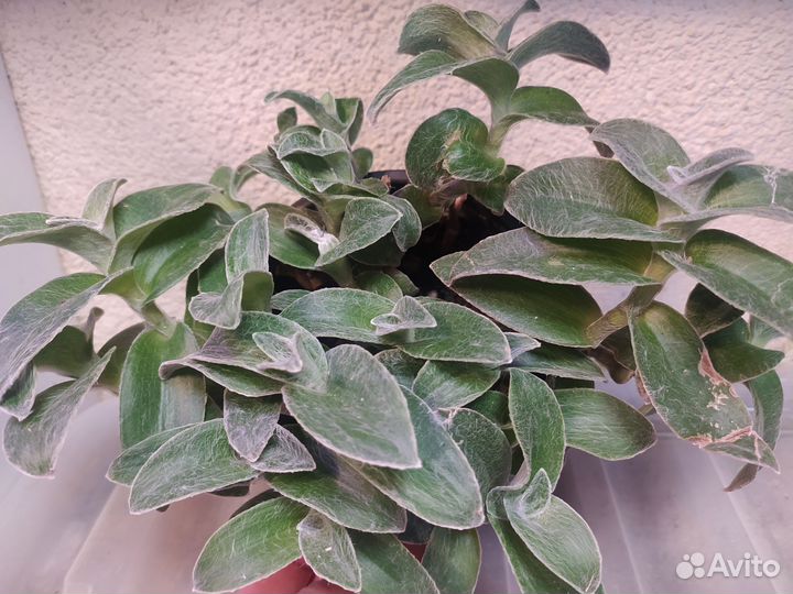 Традесканция