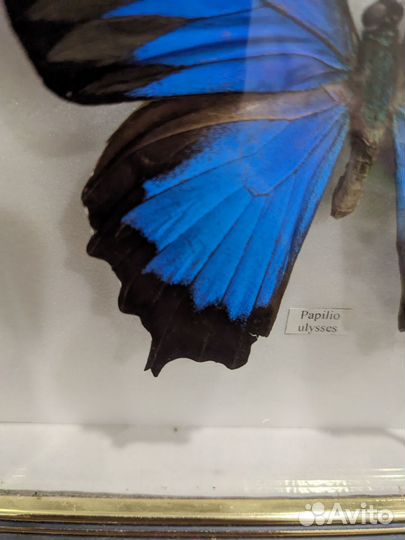 Бабочка Papilio ulysses