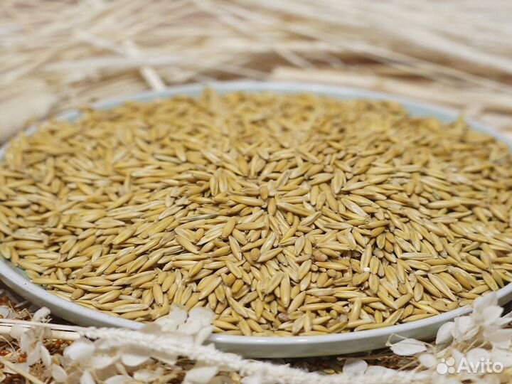 Зерно пшеница ячмень овес кукуруза