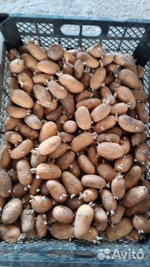 Семенной картофель галанка