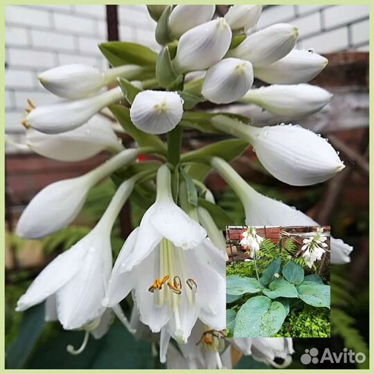 Хоста (кустики)