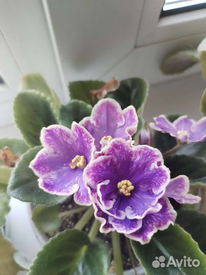 Детки сортовых фиалок