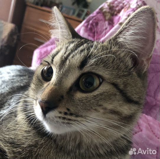 Кошечка в хорошие руки