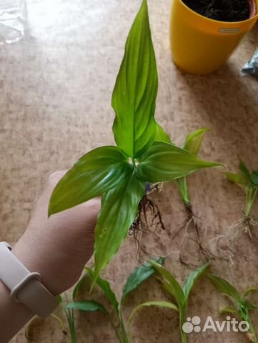 Цветок женское счастье