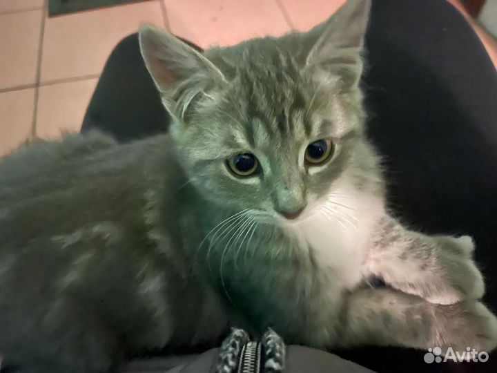 Кошка в дар бесплатно