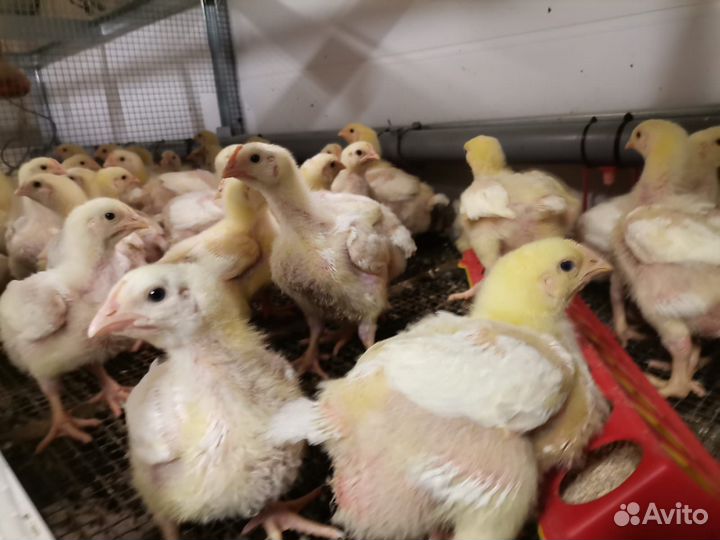 Цыплята бройлеры подрощенные