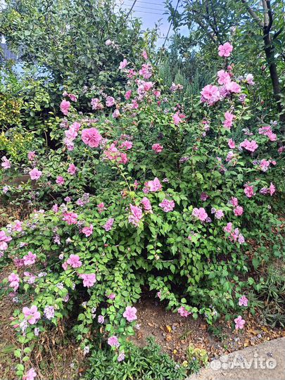 Многолетники корни Пиона, Плющи, Гибискус и др