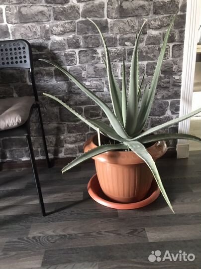 Комнатные цветы алоэ