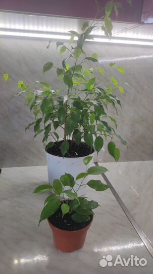 Комнатные цветы