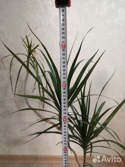 Комнатные цветы драцена