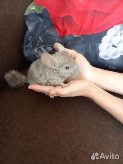 Шиншилла девочка