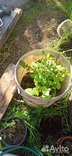 Черешня корнесобственная вишня родительская