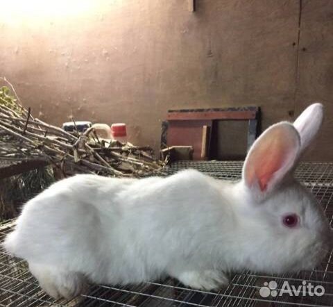 Крольчата нзб