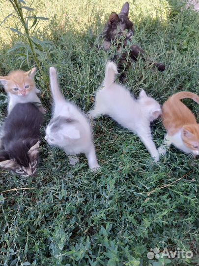 Котята ищут дом