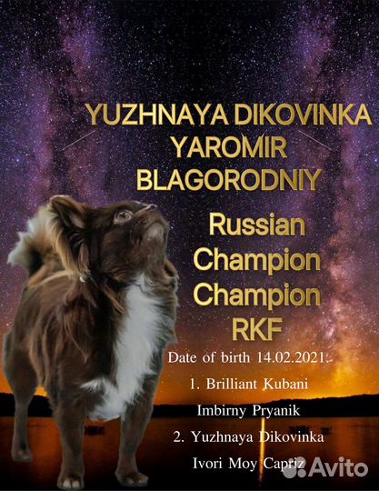 Вязка чихуахуа