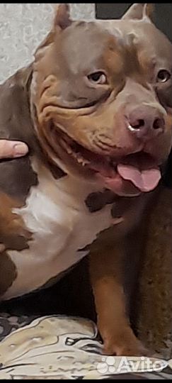 Американский булли покет вязка