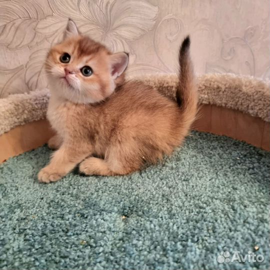 Британские золотые котята