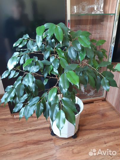 Фикус бенджамина,черенки укорененные