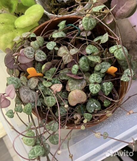 Хемионитис, сингониум, алоказия вар в наличие