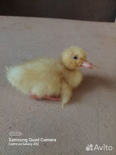 Цыплята бройлер, Цветной бройлер. Петух, утка