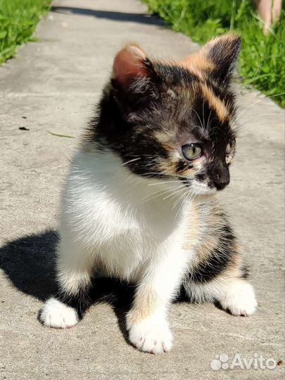 Трёхцветный котенок девочка в добрые руки