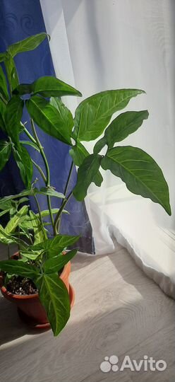 Сингониум с горшком