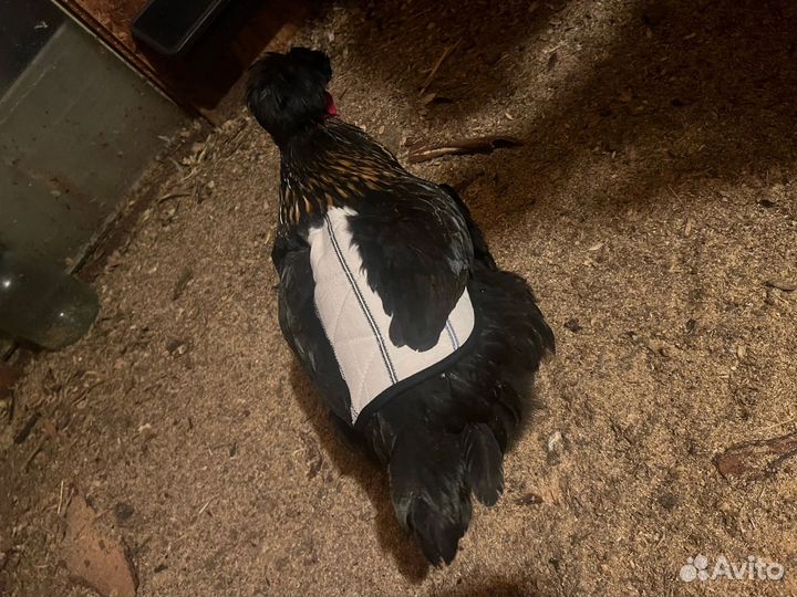 Попона для кур