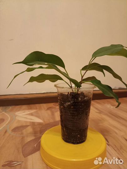 Фикус Али и Бенджамина