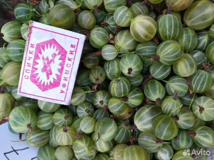 Саженцы Крыжовник