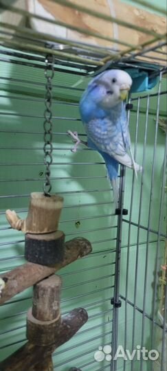 Волнистый попугай