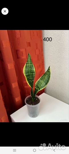 Комнатные цветы