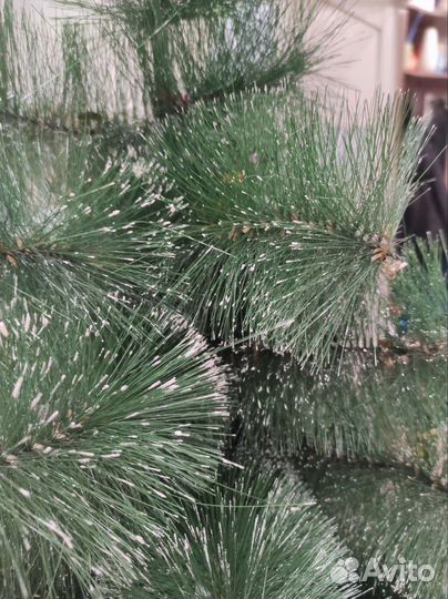 Сосна новогодняя