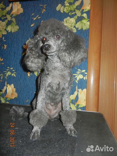 Стрижка собак и кошек