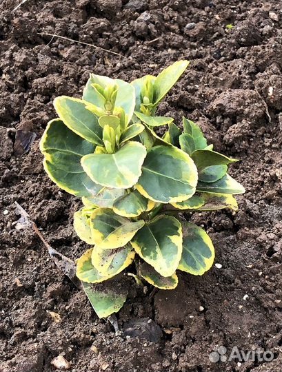 Бересклет японский