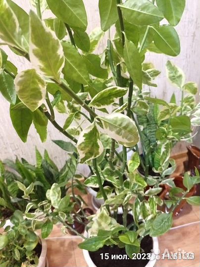 Педилантус