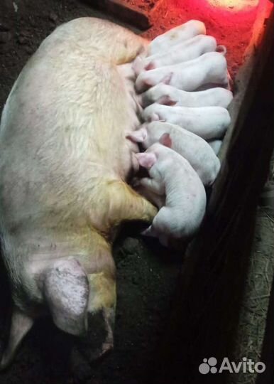 Поросята