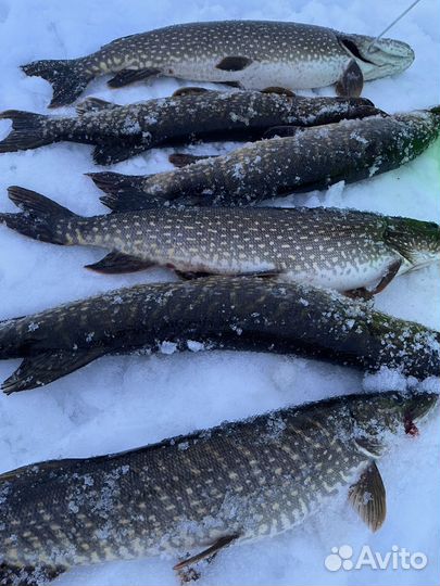 Сиг Щука, Хариус- рыба свежая