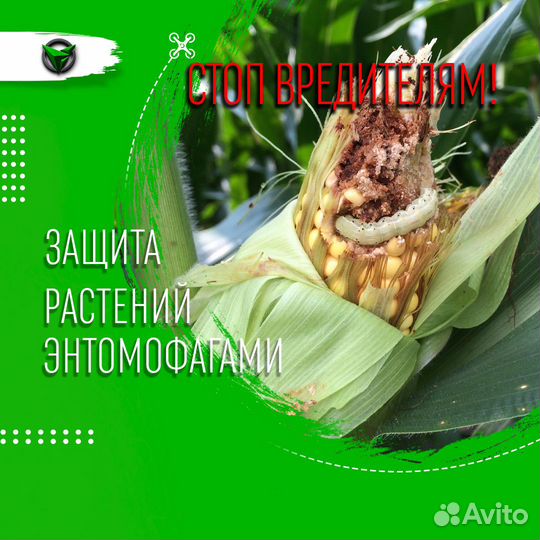 Габробракон, трихограмма, энтомофаги