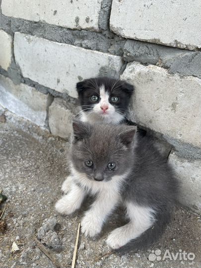 Кошки хомяки