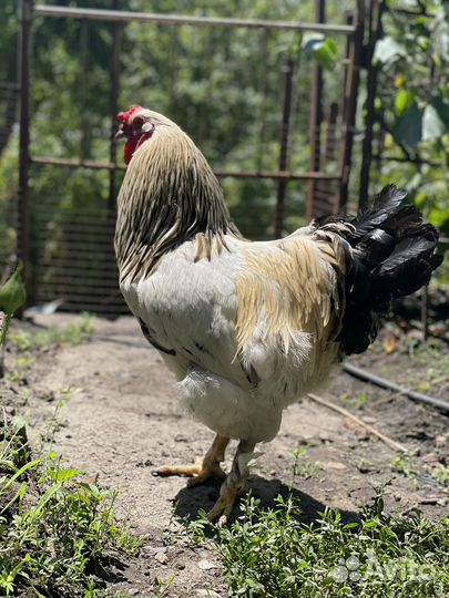 Петух брама