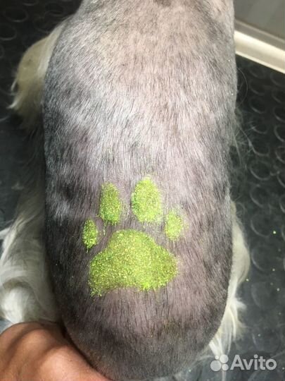 Стрижка собак и кошек,:выезд на дом (все