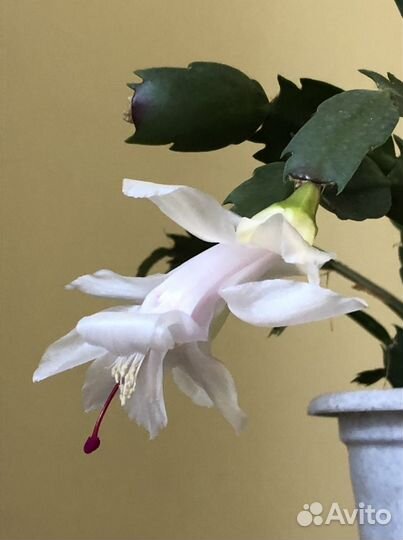 Белая шлюмбергера (укор. черенки)