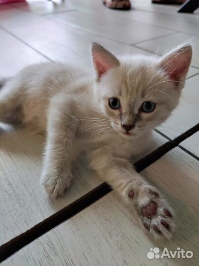 Котята ищут свой Дом