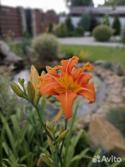 Лилейник высокорослый. Обмен