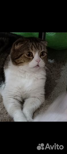 Отдам кошку в добрые руки