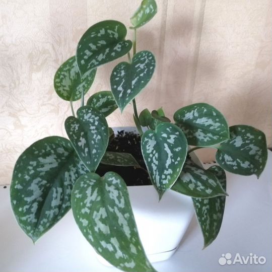 Сциндапсус пиктус фикус