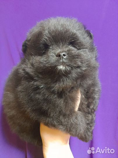 Померанский шпиц медвежьего типа